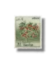 Orange Tree (Citrus sinensis)