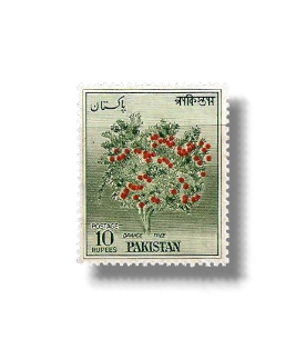 Orange Tree (Citrus sinensis)