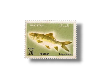 Wildlife series Fishes