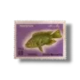 Wildlife series Fishes Mozambique Tilapia