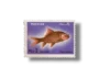 Wildlife series Fishes Major Indian Carp