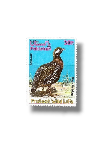 Wild Life series 1 Black Francolin