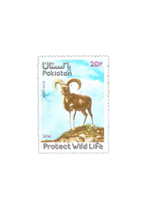 Wild Life Series Urial