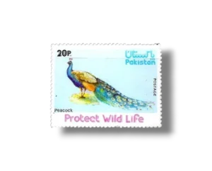 Wild Life Series Indian Peafowl