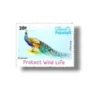 Wild Life Series Indian Peafowl