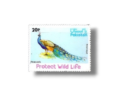 Wild Life Series Indian Peafowl
