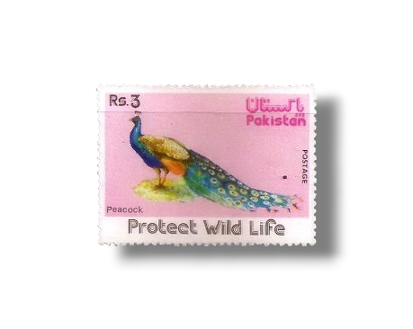 Wild Life Series Indian Peafowl