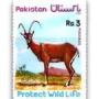 4rth Wild Life Series ibex