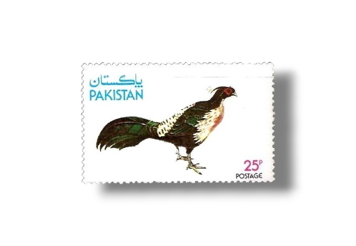 Wild Life Series Kalij Pheasant