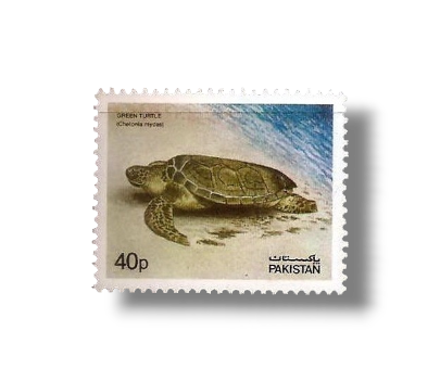 Green Sea Turtle Chelonia mydas