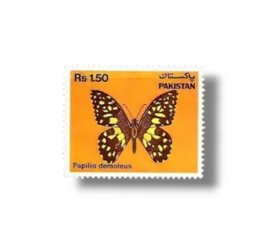Butterflies Checkered Swallowtail Papilio demoleus