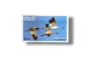 Wild Life Series Siberian Crane Grus leucogeranus