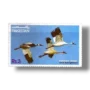 Wild Life Series Siberian Crane Grus leucogeranus