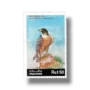 Wild Life Series Shaheen Falcon