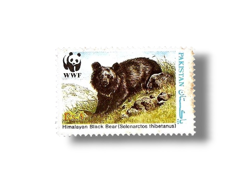 Wildlife protection Asiatic Black Bear