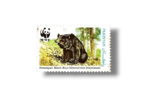 Wildlife protection Asiatic Black Bear Ursus thibetanus