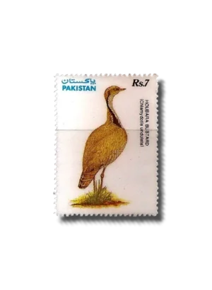 Wildlife protection Houbara Bustard (Chlamydotis undulata)
