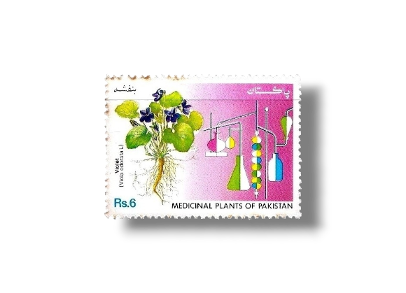Medicinal Plants violet