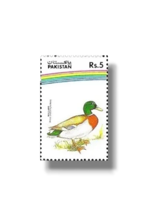 Water Birds Mallard