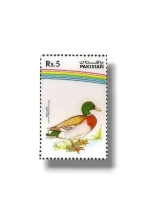 Water Birds Mallard