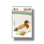Water Birds Mallard