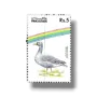 Water Birds Greylag Goose