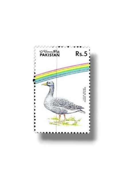 Water Birds Greylag Goose