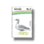 Water Birds Greylag Goose