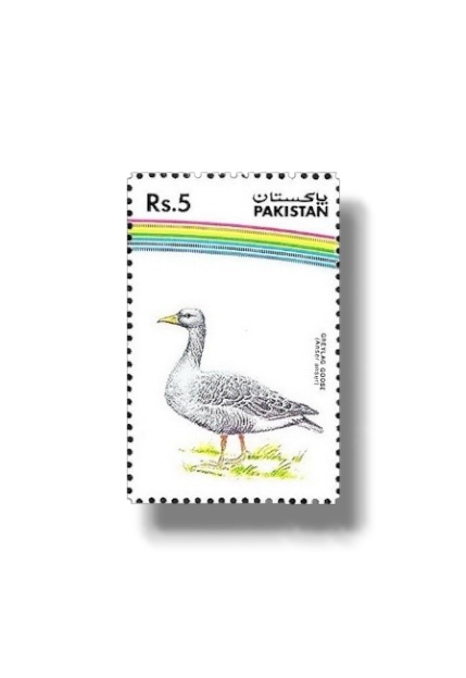 Water Birds Greylag Goose