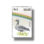 Water Birds Greylag Goose