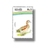 Water Birds Gadwal