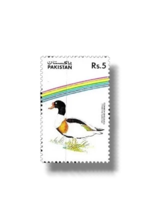 Water Birds Common Shelduck