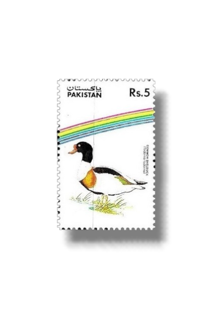 Water Birds Common Shelduck