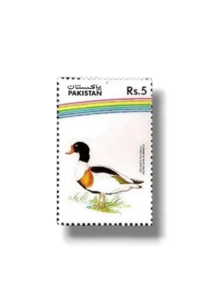 Water Birds Common Shelduck