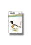 Water Birds Common Shelduck