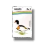 Water Birds Common Shelduck