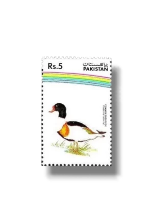 Water Birds Common Shelduck