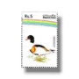 Water Birds Common Shelduck