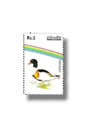 Water Birds Common Shelduck