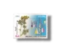 Medicinal Plants Fennel
