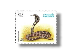 Indian Cobra (Naja naja)