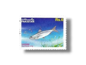 Fish European Pilchard Sardina pilchardus