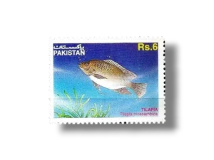 Mozambique Tilapia Tilapia mossambica