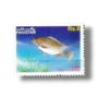 Mozambique Tilapia Tilapia mossambica