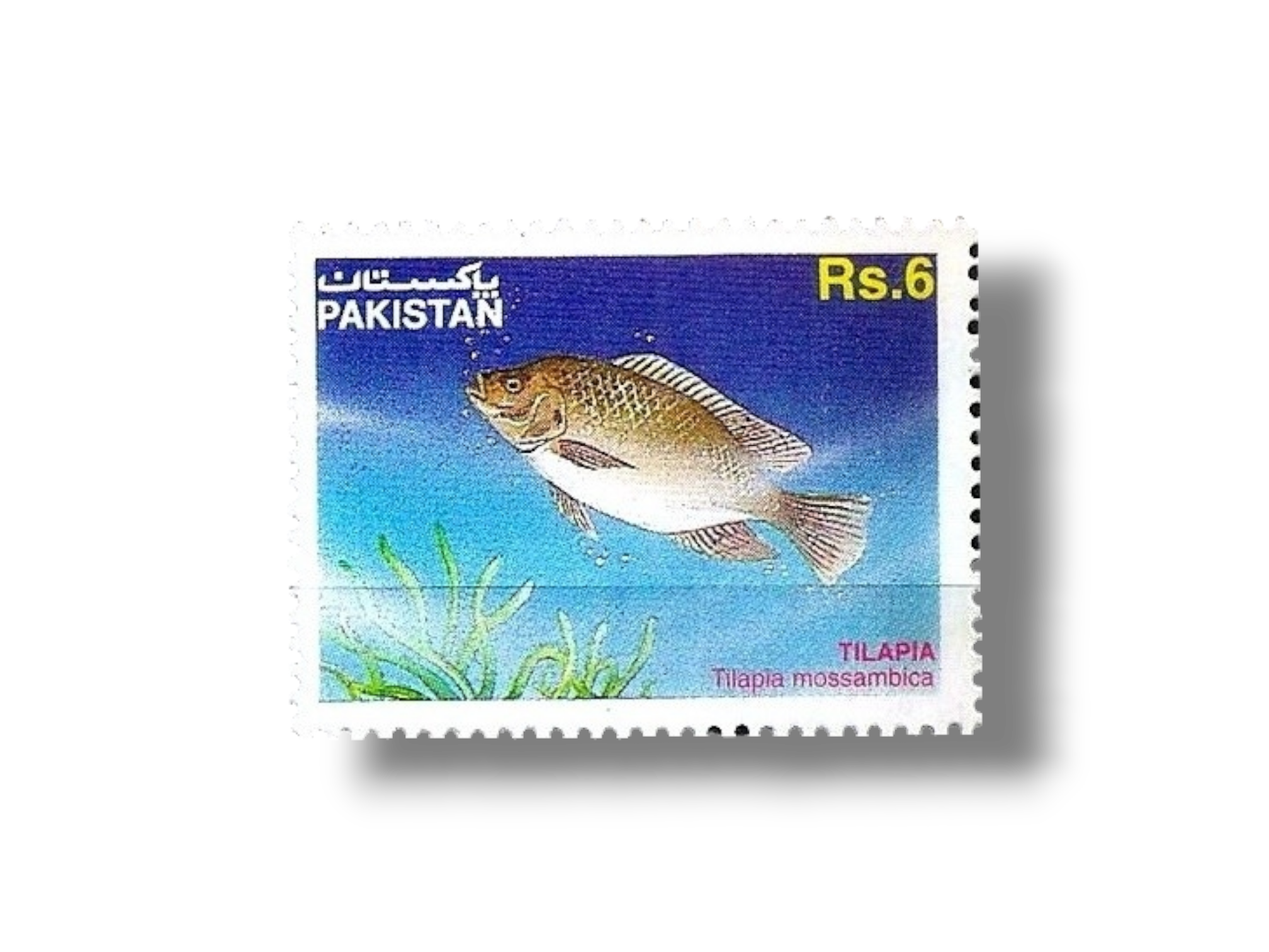 Mozambique Tilapia Tilapia mossambica