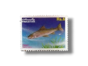 Brown Trout Salmo trutta f fario