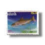 Brown Trout Salmo trutta f fario