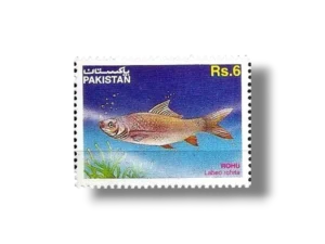 Indian Grass Carp Labeo rohita