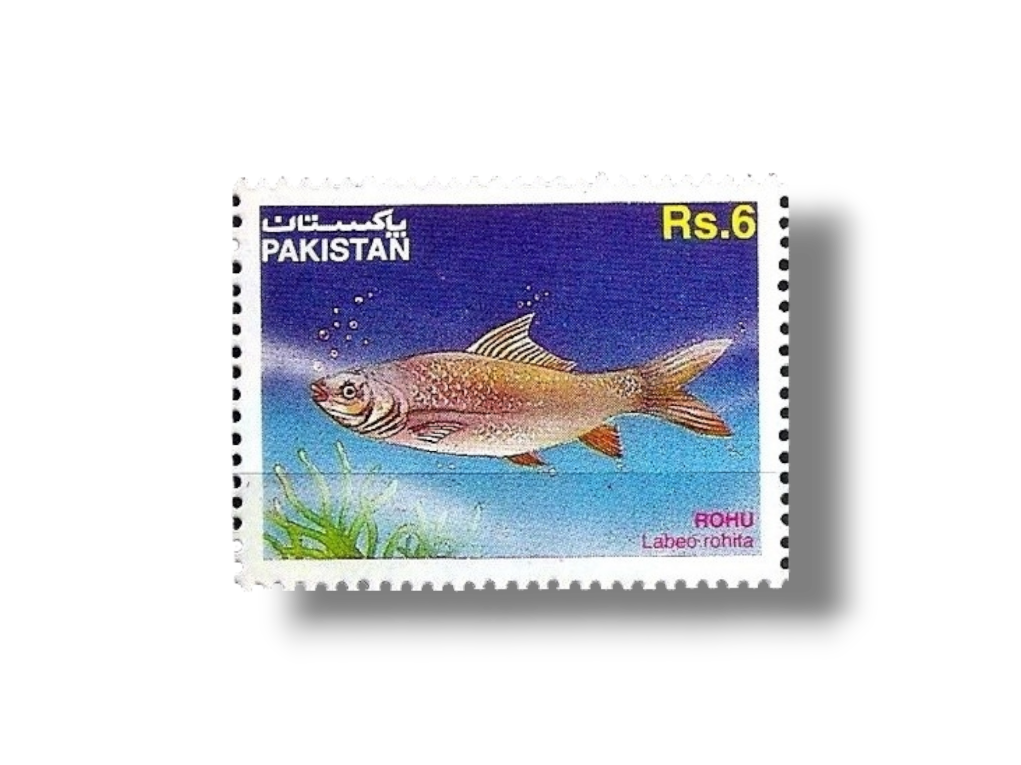 Indian Grass Carp Labeo rohita