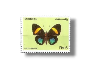 Aegina Numberwing Callicore